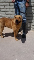 German Shepherd Dog-Unknown Mix Dogs for adoption in Tempe, AZ, USA