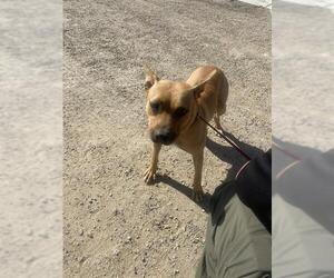 American Pit Bull Terrier Dogs for adoption in Bakersfield, CA, USA