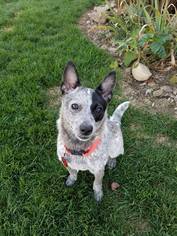 Parson Russell Terrier-Unknown Mix Dogs for adoption in Creston, OH, USA