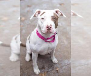 Mutt Dogs for adoption in Boston, MA, USA