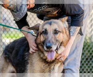 German Shepherd Dog Dogs for adoption in Martinez, CA, USA