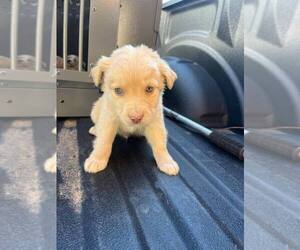 Australian Shepherd-Unknown Mix Dogs for adoption in New York, NY, USA