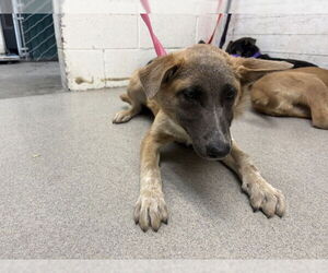 German Shepherd Dog-Unknown Mix Dogs for adoption in San Bernardino, CA, USA