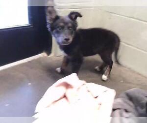 German Shepherd Dog-Unknown Mix Dogs for adoption in Tulsa, OK, USA