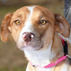 Sheprador Dogs for adoption in Huntley, IL, USA
