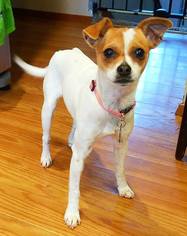 Chihuahua Dogs for adoption in Yakima, WA, USA