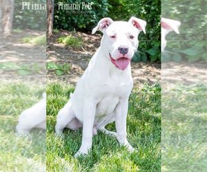 American Pit Bull Terrier-Labrador Retriever Mix Dogs for adoption in Hendersonville, TN, USA