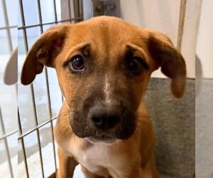 Mutt Dogs for adoption in San Antonio, TX, USA