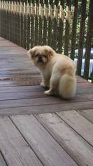Medium Photo #1 Pekingese Puppy For Sale in Oakdale, TN, USA