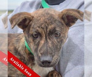 - Mix Dogs for adoption in Huntley, IL, USA