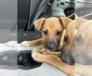 Black Mouth Cur Dogs for adoption in San Antonio, TX, USA