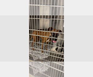 Boxer Dogs for adoption in Austin, TX, USA