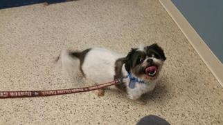 Shih Apso Dogs for adoption in Scituate, MA, USA