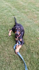 Doberman Pinscher Dogs for adoption in Greenville, SC, USA