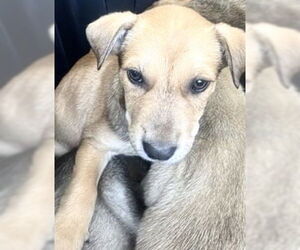 German Shepherd Dog Dogs for adoption in Houston, TX, USA