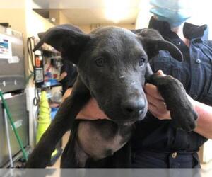 Shepradors Dogs for adoption in Chula Vista, CA, USA