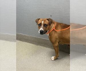 American Pit Bull Terrier-Unknown Mix Dogs for adoption in Las Vegas, NV, USA