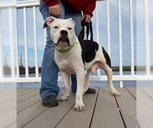 Bulloxer Dogs for adoption in Dumont, NJ, USA