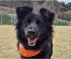 Retriever -Unknown Mix Dogs for adoption in San Ramon, CA, USA