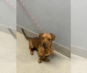 Labrador Retriever-Unknown Mix Dogs for adoption in Las Vegas, NV, USA