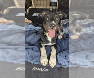 Huskies -Labrador Retriever Mix Dogs for adoption in San Antonio, TX, USA
