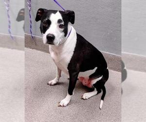 American Pit Bull Terrier-Unknown Mix Dogs for adoption in Las Vegas, NV, USA