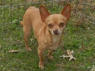 Chihuahua Dogs for adoption in Anniston, AL, USA
