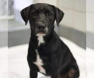 Labrador Retriever-Unknown Mix Dogs for adoption in San Antonio, TX, USA