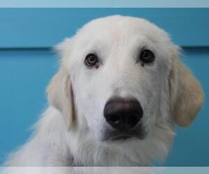 Great Pyrenees Dogs for adoption in Guthrie, OK, USA