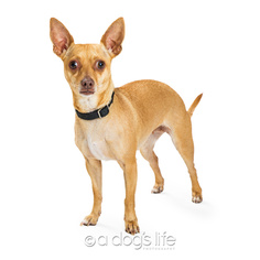 Medium Photo #1 Chihuahua Puppy For Sale in Tempe, AZ, USA