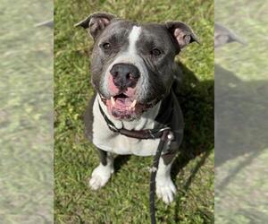 Mutt Dogs for adoption in Fort Lauderdale, FL, USA