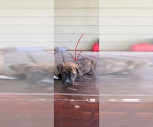Labrador Retriever-Unknown Mix Dogs for adoption in San Antonio, TX, USA