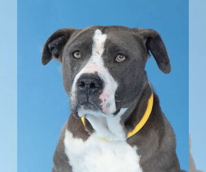 American Pit Bull Terrier Dogs for adoption in Pasadena, CA, USA