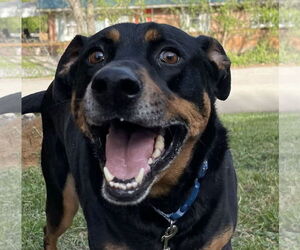 Doberman Pinscher-Unknown Mix Dogs for adoption in Maryville, TN, USA