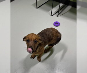 Labrottie Dogs for adoption in Temple, TX, USA