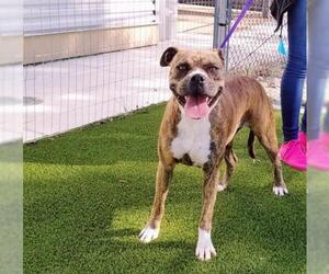 Bullboxer Pit Dogs for adoption in Houston, TX, USA