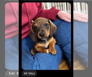 Dachshund Dogs for adoption in Los Angeles, CA, USA