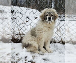 Great Pyrenees Dogs for adoption in Lake City, MI, USA