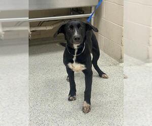 Labrador Retriever-Unknown Mix Dogs for adoption in Conroe, TX, USA