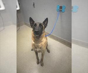 Mutt Dogs for adoption in Las Vegas, NV, USA