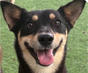 Mutt Dogs for adoption in San Ramon, CA, USA