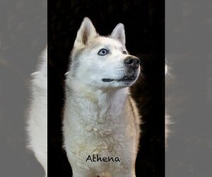 Siberian Husky Dogs for adoption in Hot Springs Village, AR, USA