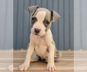 Labrador Retriever-Staffordshire Bull Terrier Mix Dogs for adoption in Lakewood, CO, USA