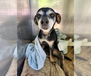 Rat Terrier-Unknown Mix Dogs for adoption in San Antonio, TX, USA