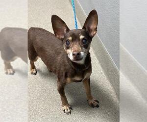 Dachshund-Unknown Mix Dogs for adoption in Las Vegas, NV, USA