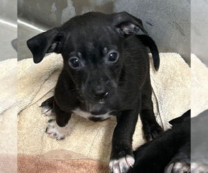 Doberman Pinscher-Unknown Mix Dogs for adoption in Chico, CA, USA