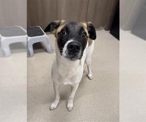 Labrador Retriever Dogs for adoption in Baytown, TX, USA