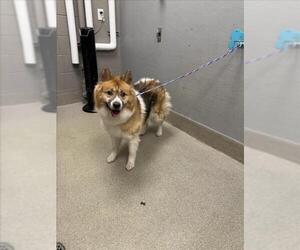Siberian Husky-Unknown Mix Dogs for adoption in Las Vegas, NV, USA