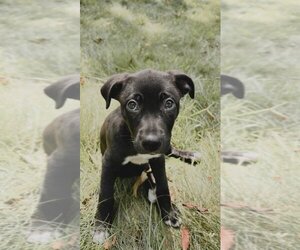 Australian Shepherd-Unknown Mix Dogs for adoption in Simsbury, CT, USA