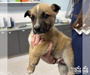 Mutt Dogs for adoption in Washington, DC, USA